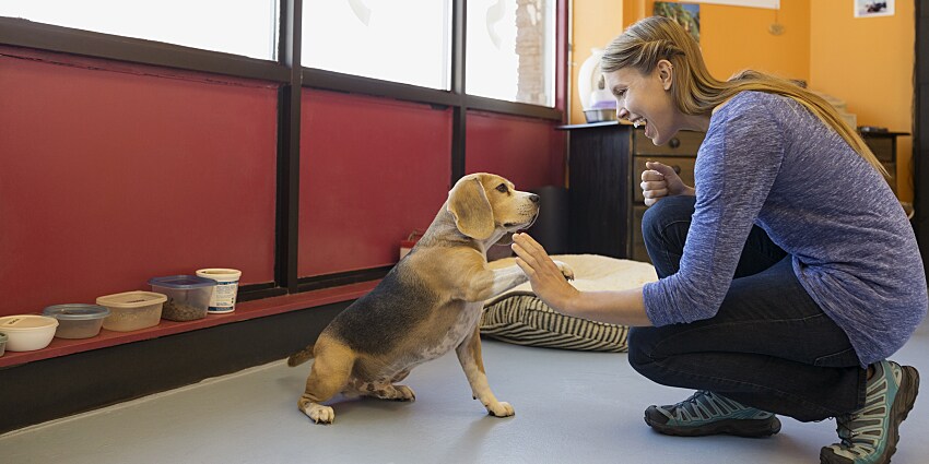 Can I Get A Therapy Dog For Anxiety Can I Get A Therapy Dog For Anxiety