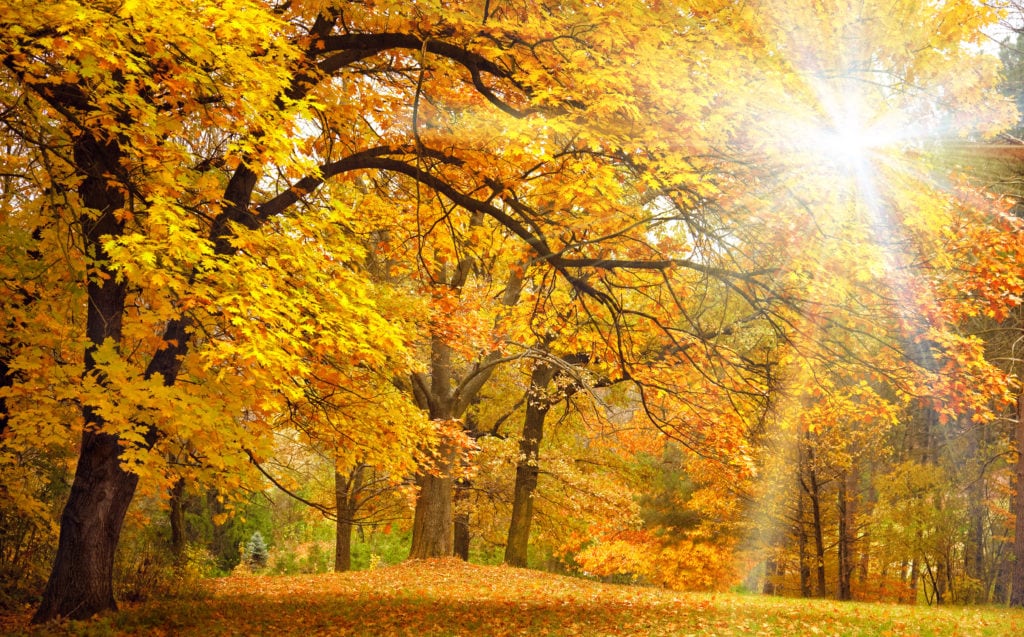 Autumn golden trees in the park